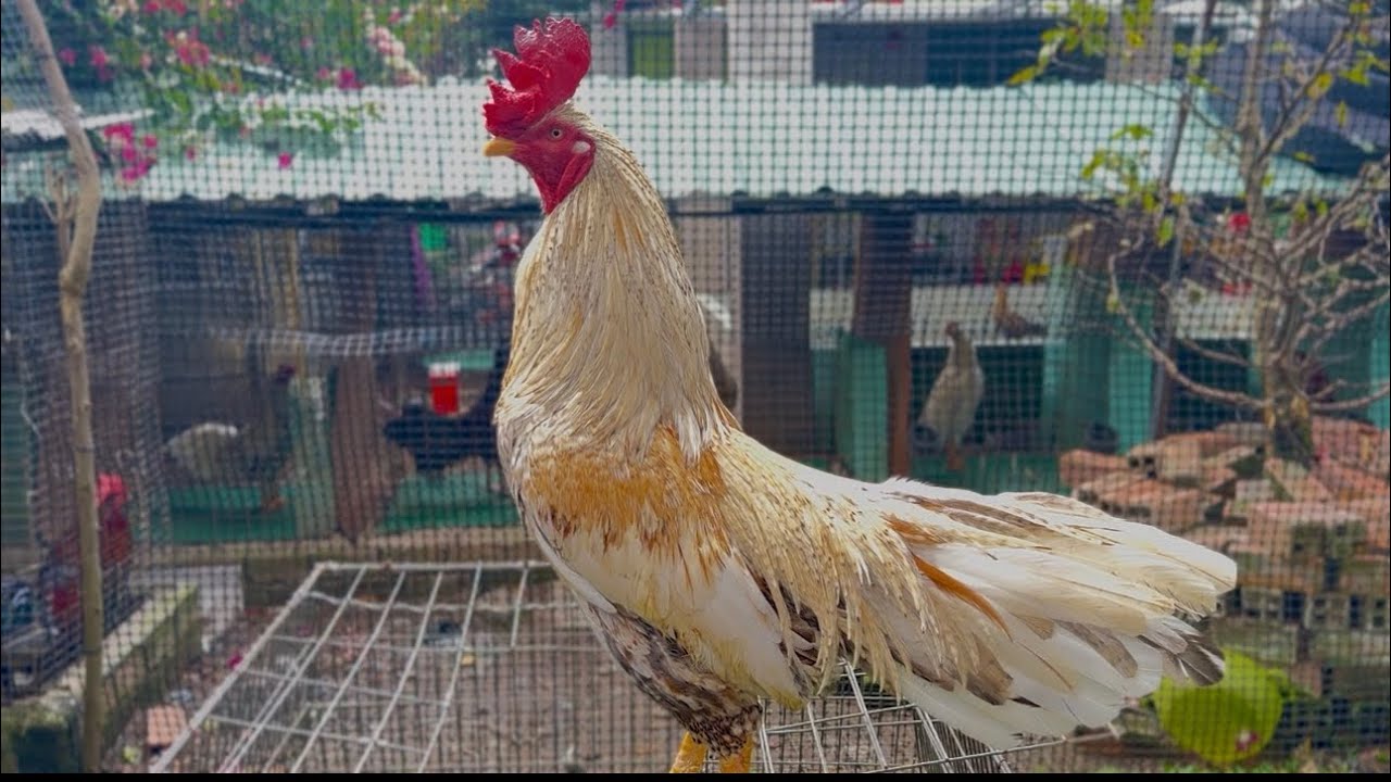 Cập nhật cuối năm ngày 4/02/2026 chuẩn bị đón xuân vui #mientay #baostingshop 