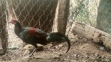 cuab qaib qus lom zem 2022