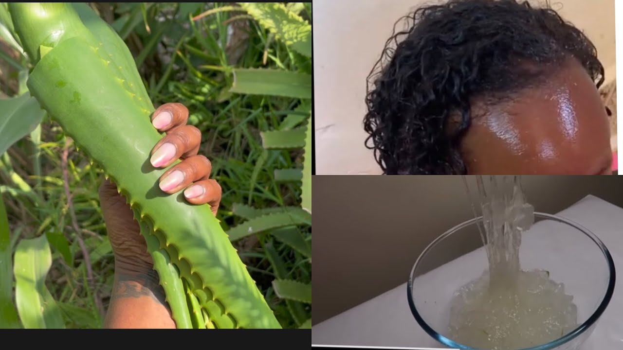 HOW TO PROPERLY REMOVE THE POISON FROM ALOE VERA Store It For Months how-to-properly-remove-the-poison-from-aloe-vera-store-it-for-months
