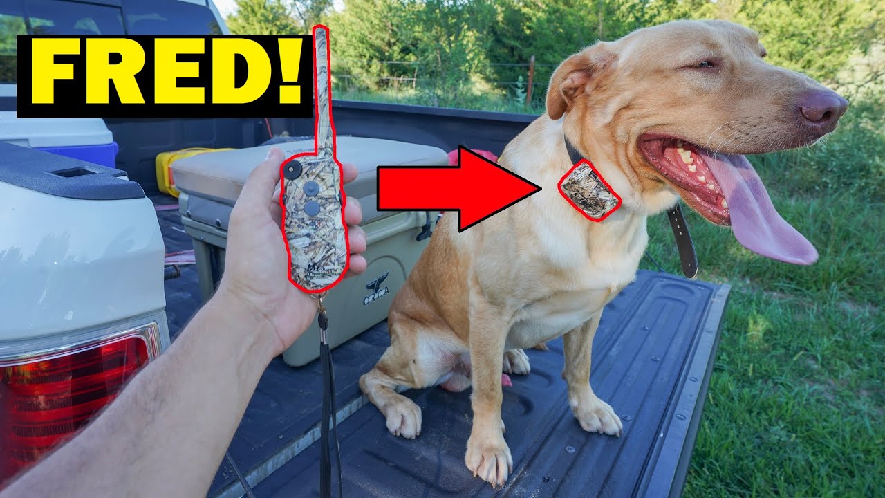 Shock Collar Training My Dog Fred the Right Way! (Harmful??) YouTube