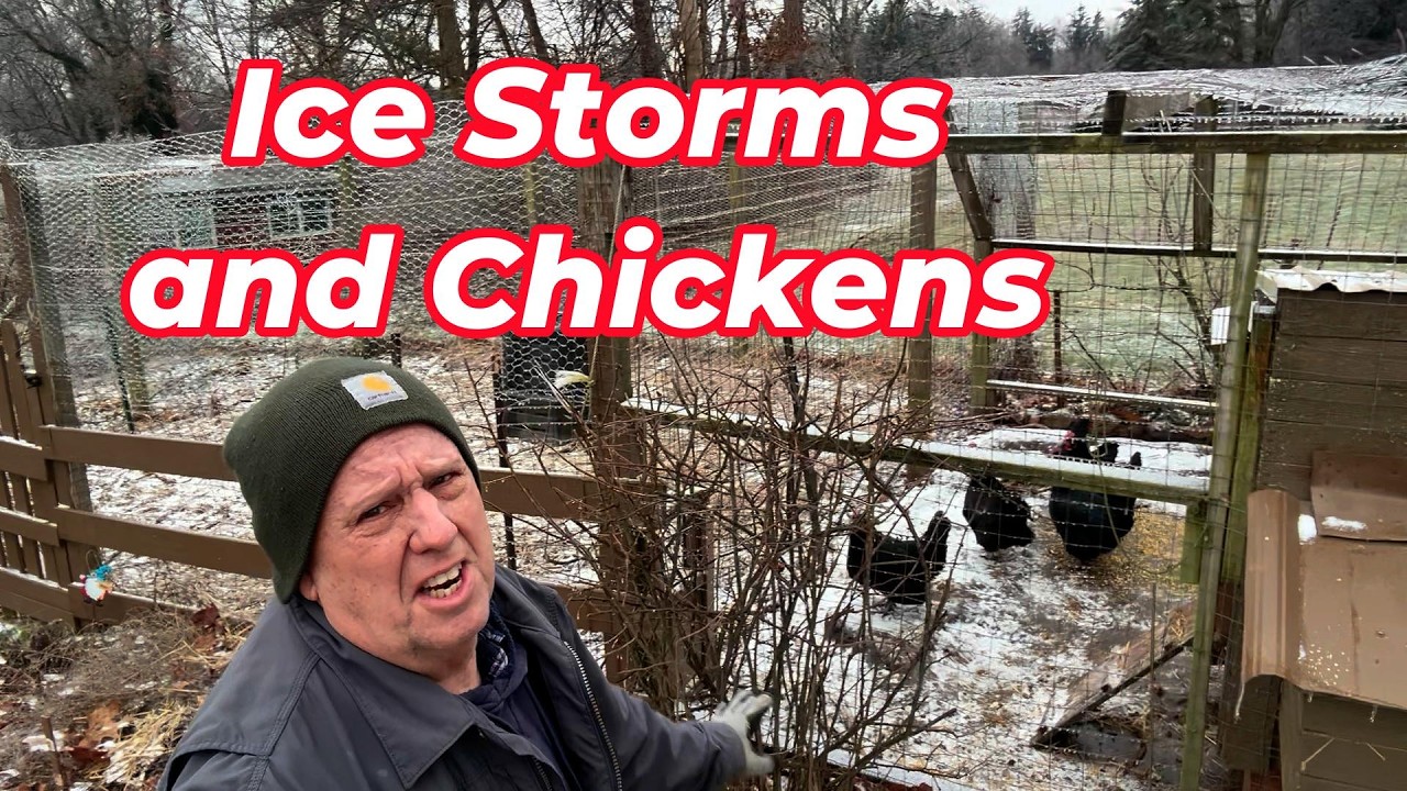 Ice Storm Damage to Garden Fence, chicken runway fence and possibly ...
