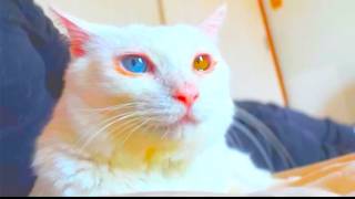 宝石珍獣、命を繋いでくれたボス猫との絆　The rare-gem-cat and his fatal cat