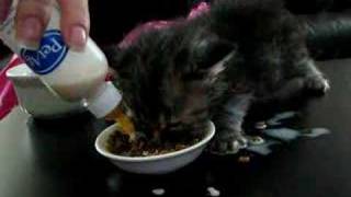 The new kitten trying to eat from a bowl
