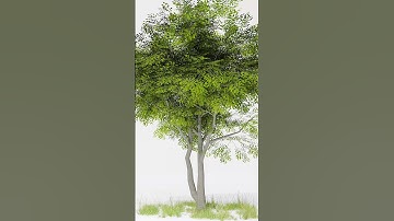 Make tree in speedtree - video check on channel #speedtree  #3dart #timelapse #environment
