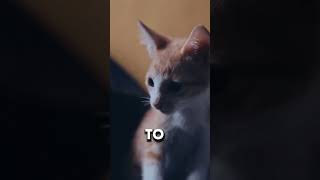 Unveiling the Secret World of Cats and Water