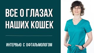 Как Спасти Глаза Кошки, Если Нет Ветеринара. И Ещё 30 Вопросов Офтальмологу