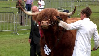 Pencampwriaeth Gwartheg Highland Cattle Championship