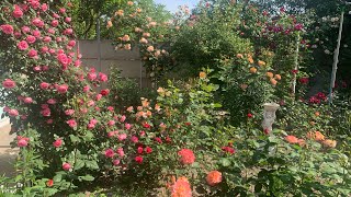 Розы цветущие в моем саду г. Киев 9.06.2023г