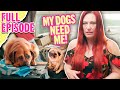 Are these pets neglected dogs living in filth  dirty home rescue season 1 episode 6 full episode