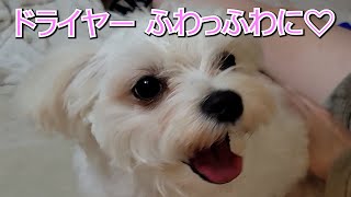 お風呂大嫌いだけどドライヤー大好きな犬　#ペットシャンプー　#マルチワワ