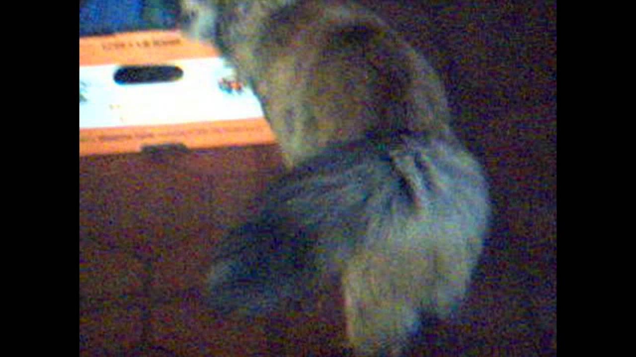 My Cat Scratching Her Head On A Box