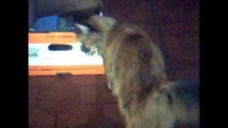 My Cat Scratching Her Head On A Box