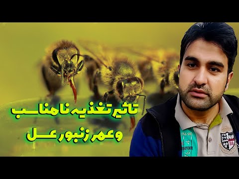 انواع تغذیه زنبور عسل و تاثیراتی که بر عمر زنبورعسل داره        