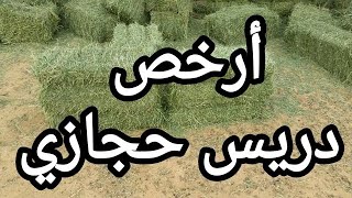 أرخص دريس حجازي في مصر ؟.. ومواصفات الدريس الحجازي الجيد..