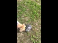 さーちゃんと亀