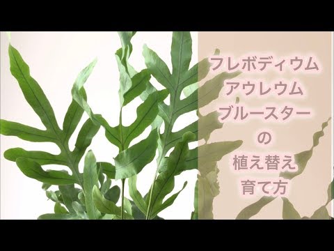 フレボディウム アウレウム ブルースターの植え替え 育て方 Phlebodium Aureum Blue Star 観葉植物 Youtube
