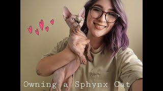Owning a Sphynx Cat