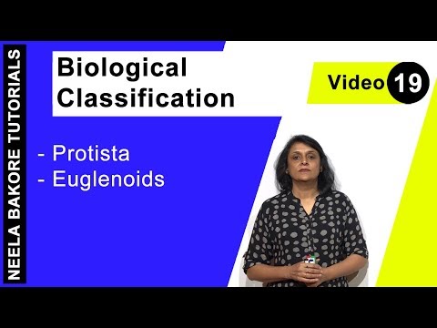 Biological Classification - Protista - Euglenoids