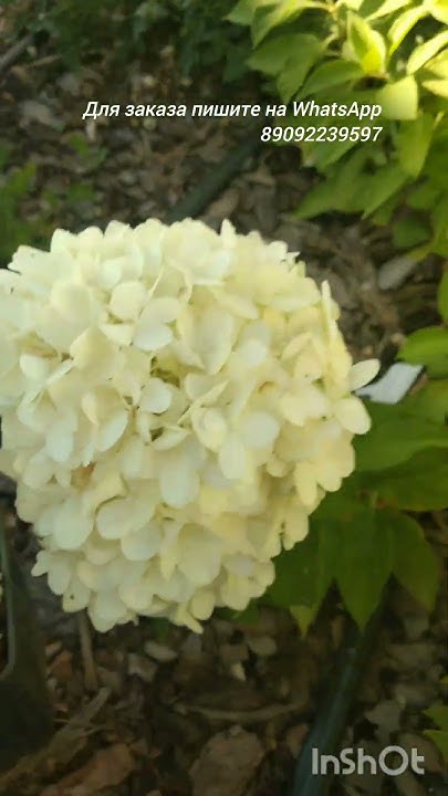 Литл Спуки - YouTube