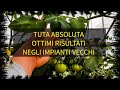 Tuta Absoluta Niente danni alle colture di pomodoro vecchie