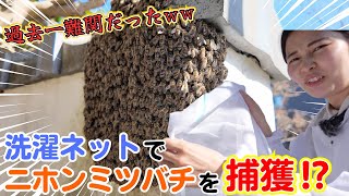 【過去最高難易度！？】洗濯ネットでニホンミツバチの大群を捕まえてみた！