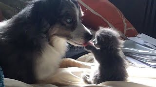 CUTE BABY ANIMALS - It's To LAUGH When Watching This Video Of The CUTEST ANIMALS On Earth #3 by Cute Kiki 16,097 views 1 year ago 9 minutes, 42 seconds