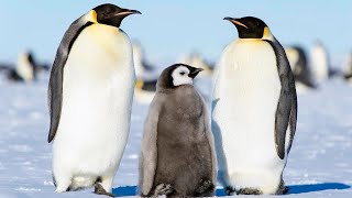 Антарктида.Пингвины.