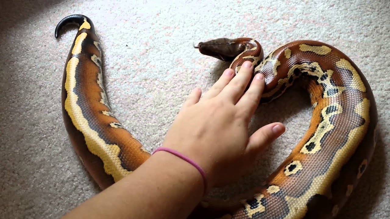 video phone beyonce mp3 Blood python huffs