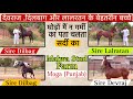 देखिए देवराज ,दिलबाग और लालरतन के बेहतरीन बच्चे Malwa Stud Farm में ! (8591602222)