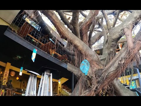 Video: 4 Restaurants die een bezoek waard zijn in Monteverde, Costa Rica