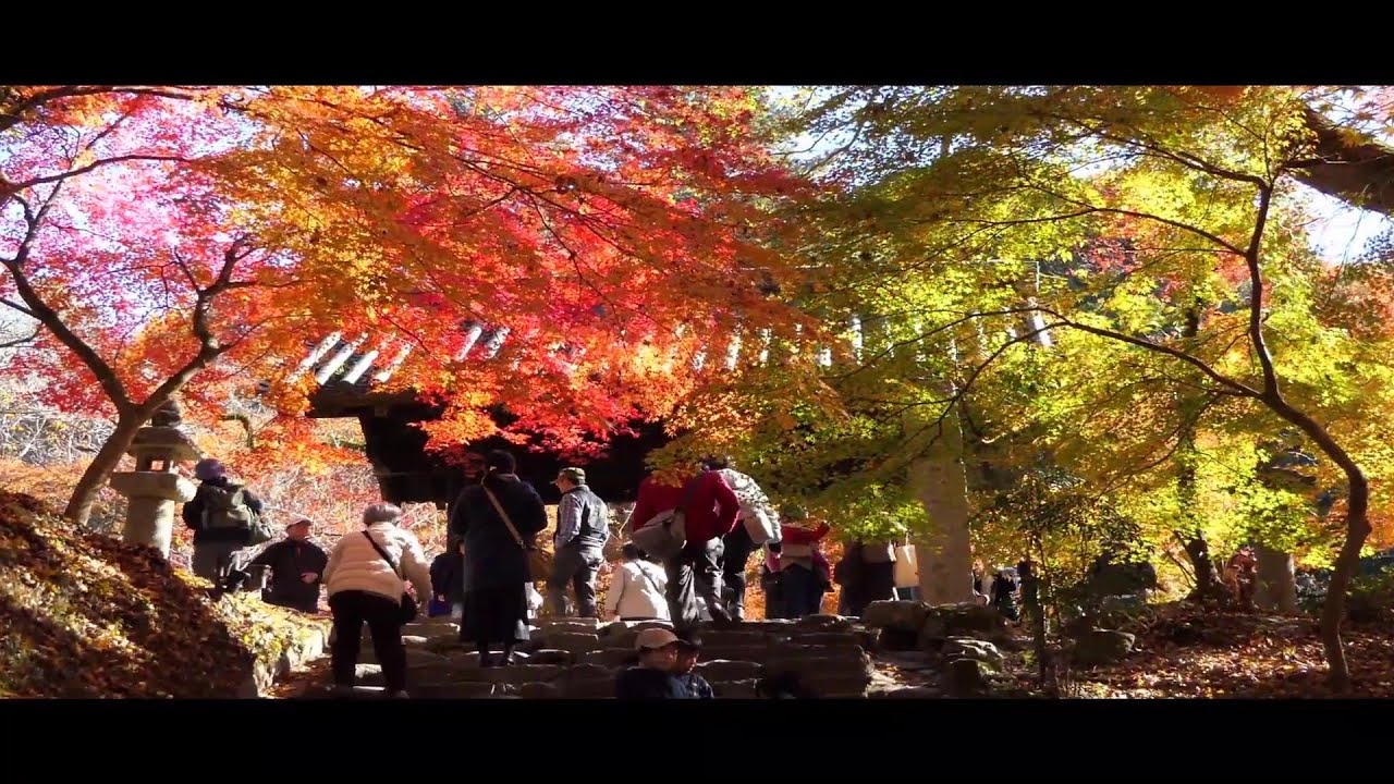 秋月城跡の紅葉 Youtube