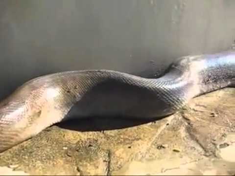 Video: Anaconda En El Norte