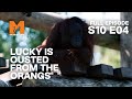 Orang-utan Lucky Is Shoved From The Group | Season 10 Episode 4 | Full Episode | Monkey Life