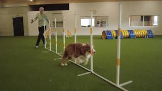 Agility-Slow Motion Sandra - MoJo by cocoshunter99 44 views 2 years ago 2 minutes, 8 seconds