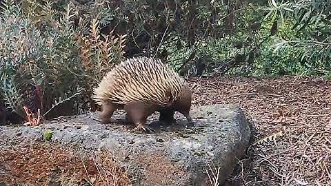 Garden visitors - Echidna - 2025 (1 camera)