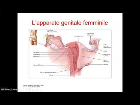 Video: Il Pene è Un Muscolo O Un Organo? 9 Domande Su Dimensioni, Erezione E Altro