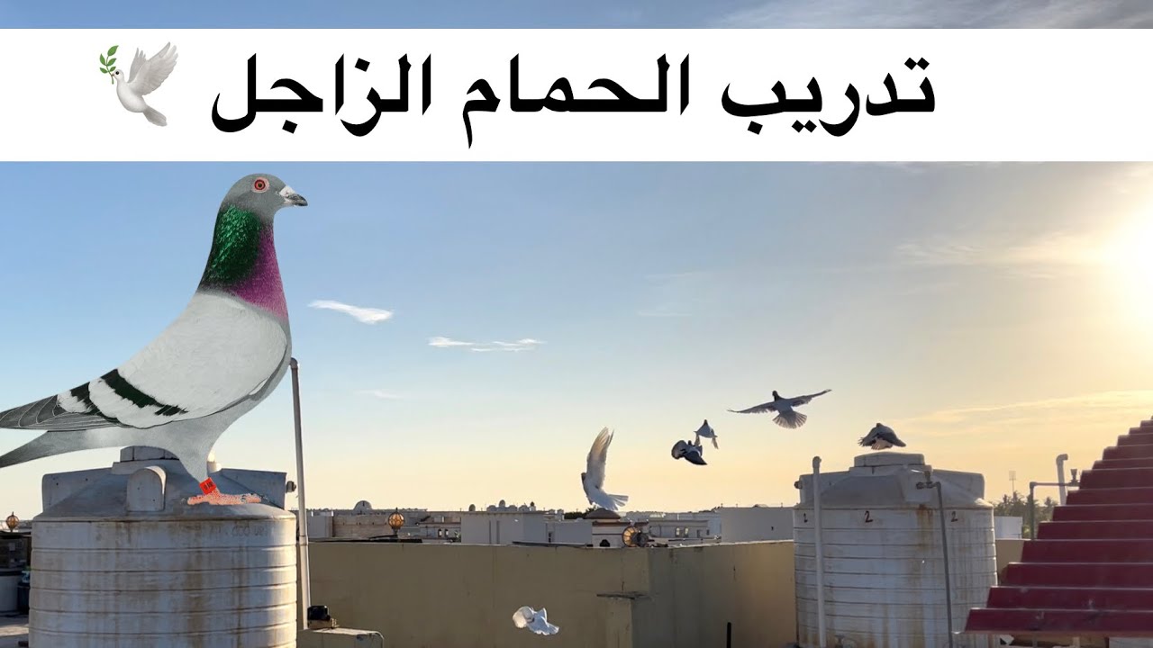 تدريب الحمام الزاجل على المسافات 🕊 ج 1