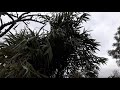 Les enfants de la terre permaculture   les bambous dans lenclos des chvres