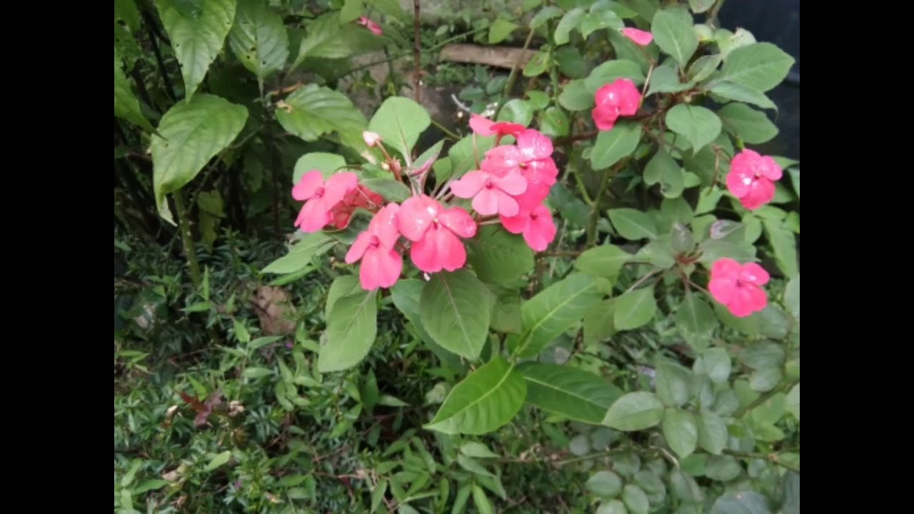 GIONEE F103 PRO CAMERA QUALITY