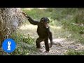 Cuddly baby chimpanzees  cutest compilation