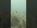 Juvenile garibaldi cruising along in the heavy surge #underwater #relaxing ##ocean #nature