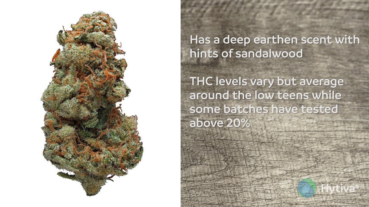 White Widow Strain Review