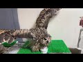 怒りながらもっとかけろと訴えるフクロウず 怒りながらもっとかけろと訴えるフクロウず