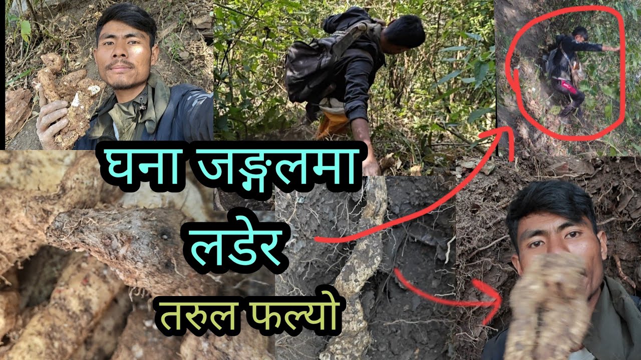 आज जङ्गलमा तरुल खन्दा के भयो?? wild yam digging in the forest. #jungle #fruit  @Info.Tulmagar 