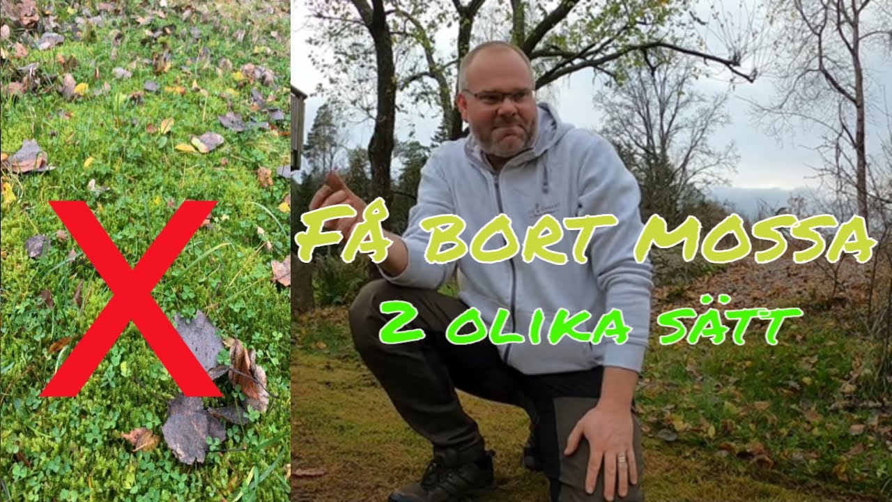 Få bort mossa i gräsmattan, för alltid - 2 tillvägagångsätt