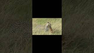 🐆 ¡DEPREDADOR SIN PIEDAD! Leopardo captura a un bebé lechwe… y no lo suelta #bestiashunter #animales