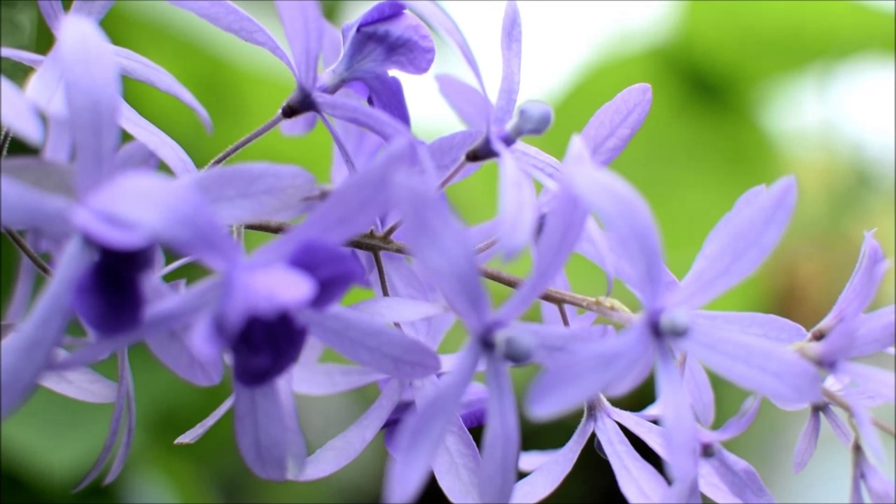 ดอกพวงคราม (  Petrea volubilis  flowers  ) ดอกสีม่วงเล็ก ๆ