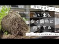 時間もコストもかからない方法で古い土を再生して、球根を植えてみた