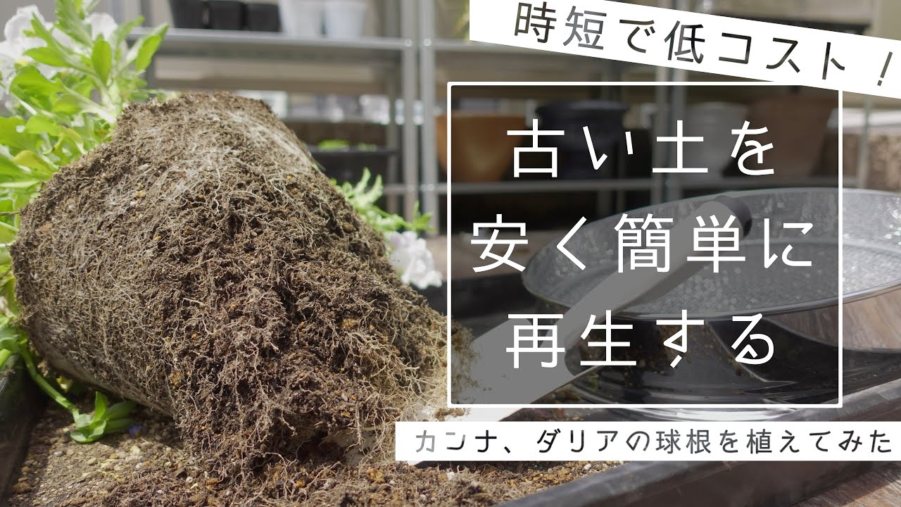時間もコストもかからない方法で古い土を再生して、球根を植えてみた