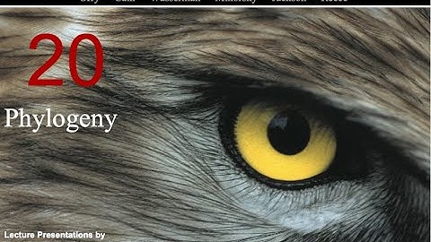 Biology in Focus Chapter 20: Phylogeny